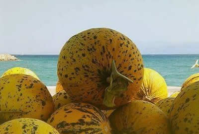 cesme melon